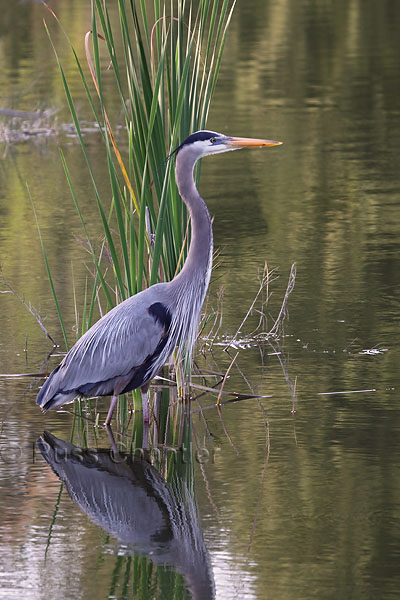 Great Blue Heron © Russ Chantler